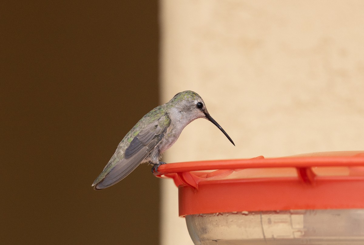 Costa's Hummingbird - ML642676477