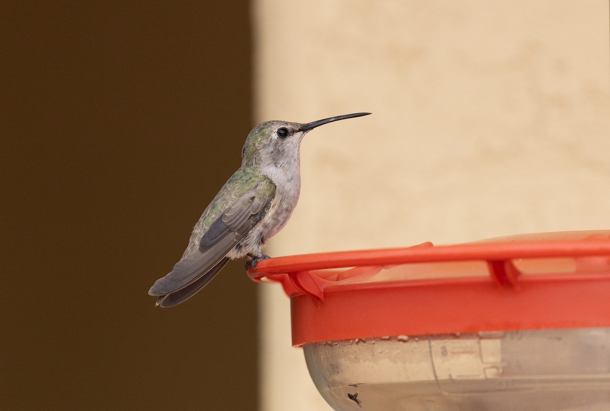 Costa's Hummingbird - ML642676478