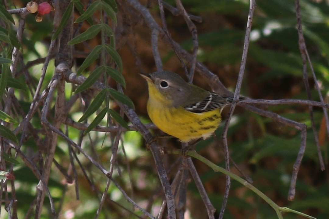 Magnolia Warbler - ML642676482
