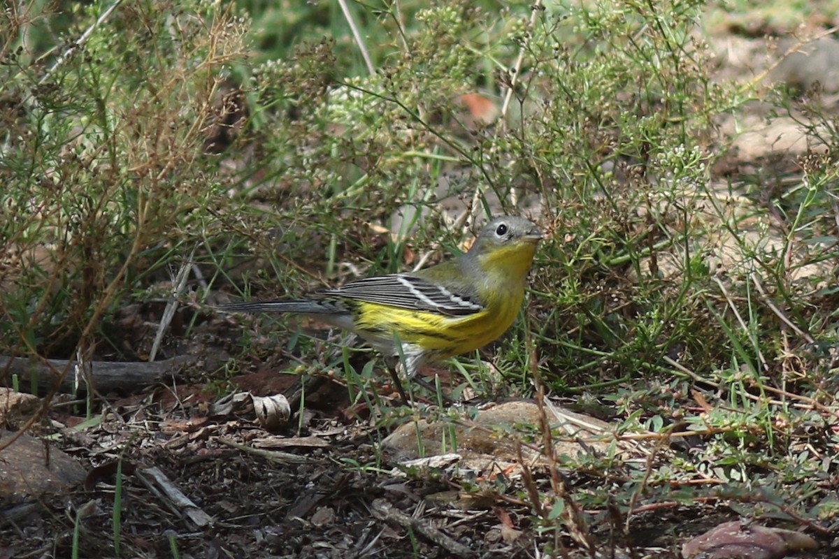 Magnolia Warbler - ML642676483