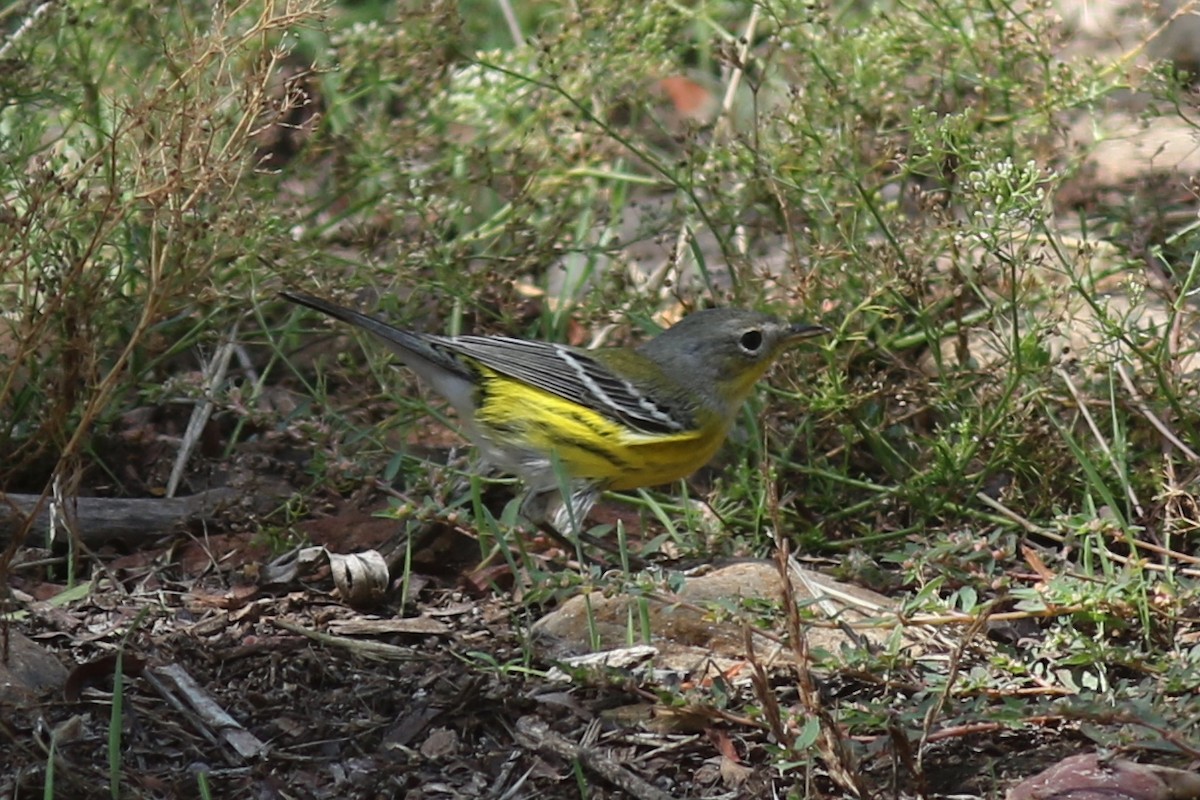 Magnolia Warbler - ML642676484