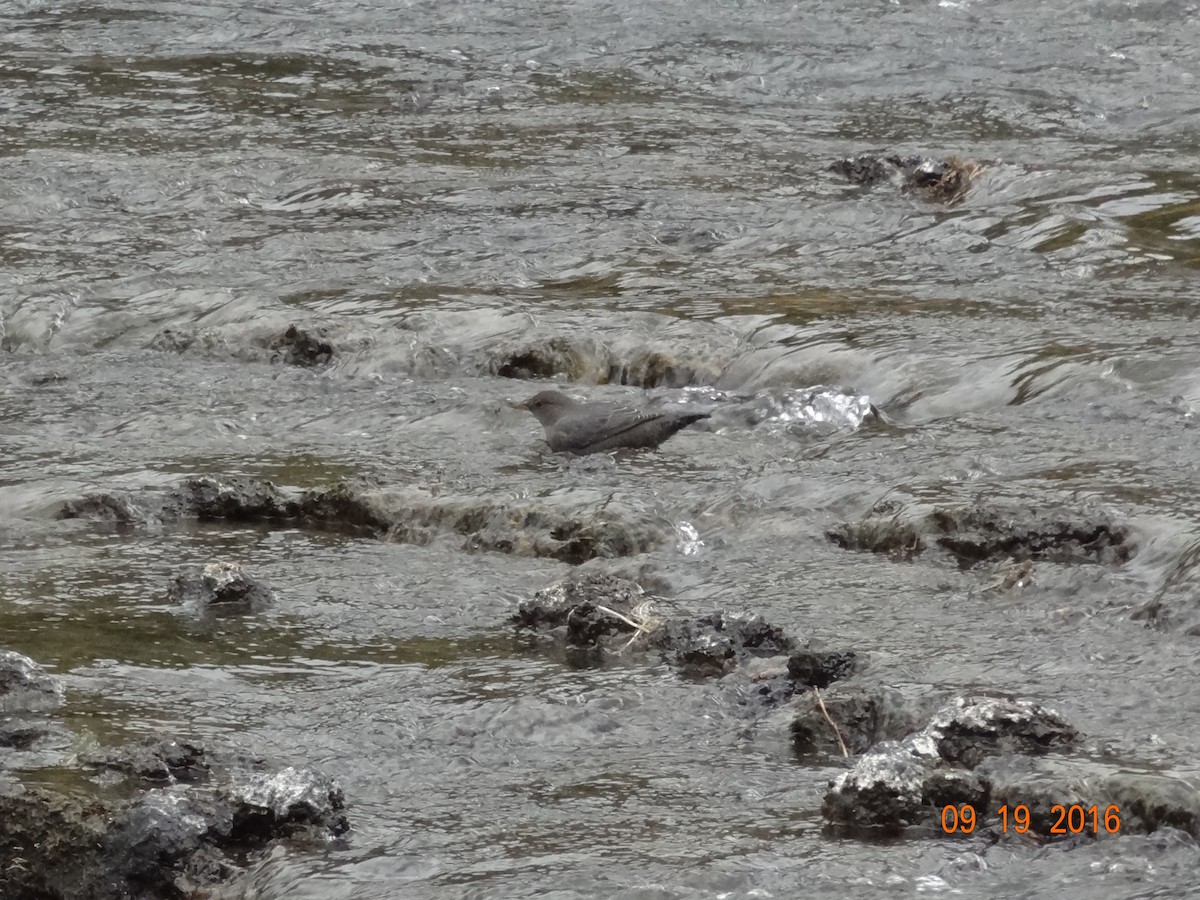 American Dipper - ML642676490