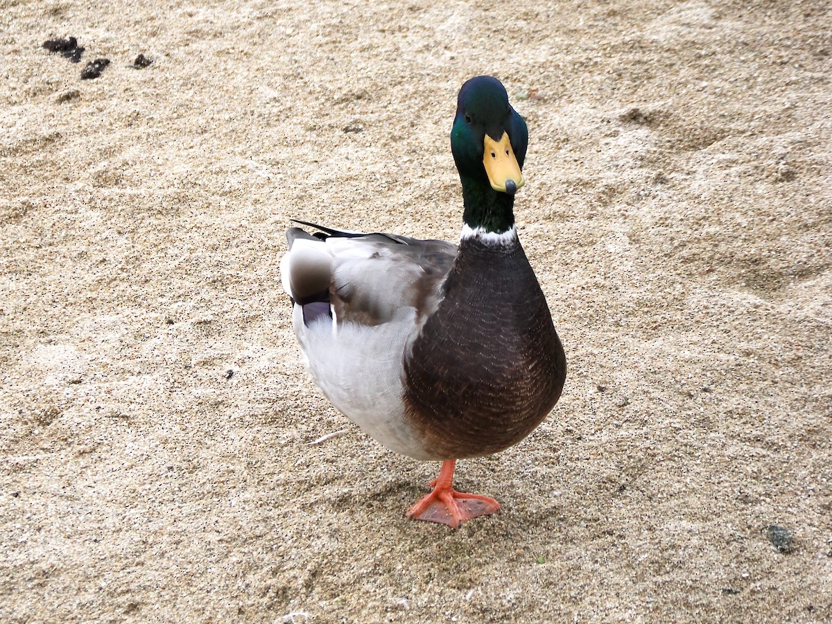 Mallard - ML642676496