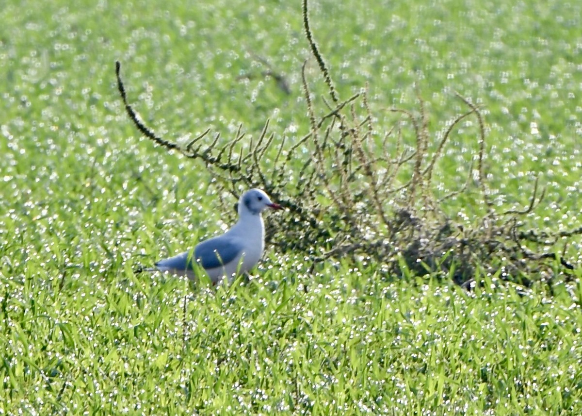 Black-headed Gull - ML642676497