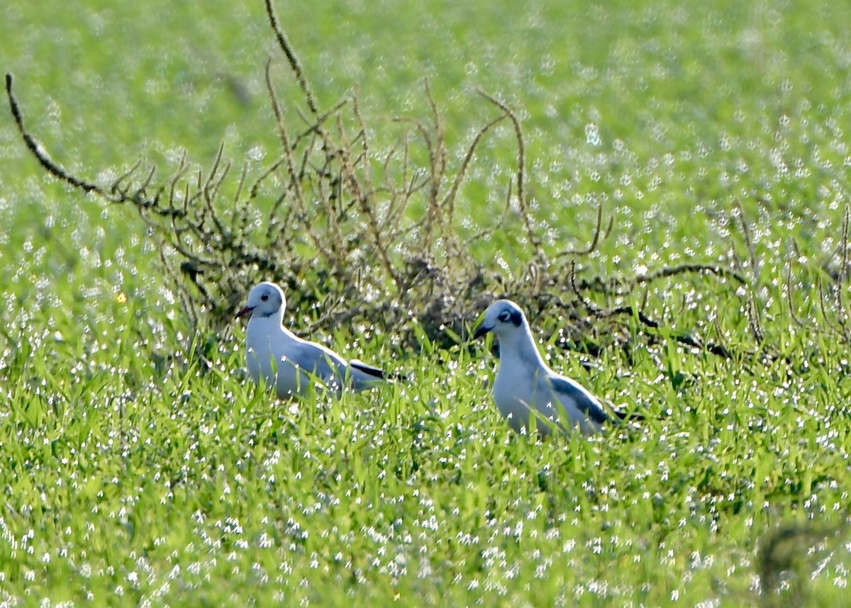 Black-headed Gull - ML642676498