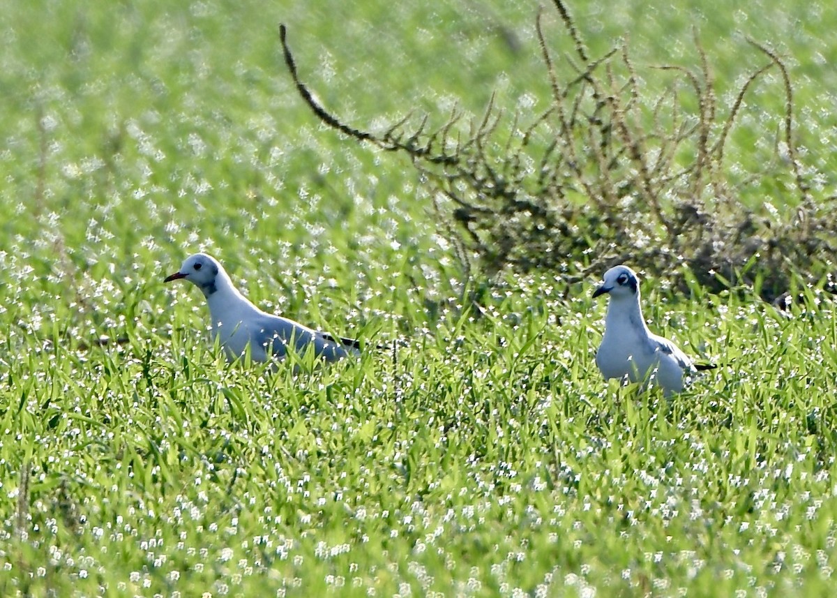 Black-headed Gull - ML642676499