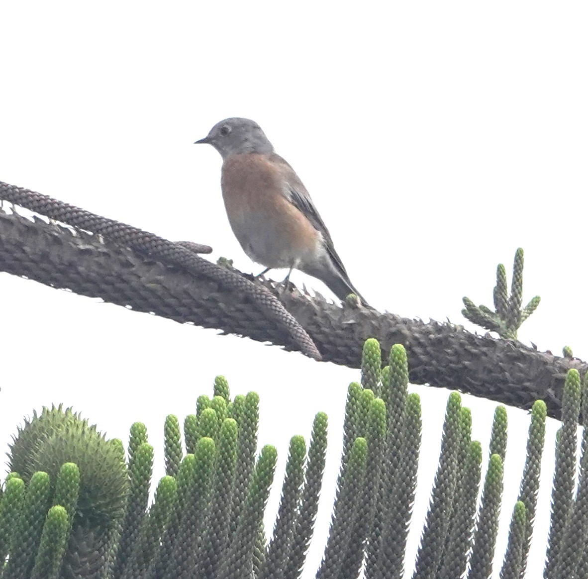 Western Bluebird - ML642676501