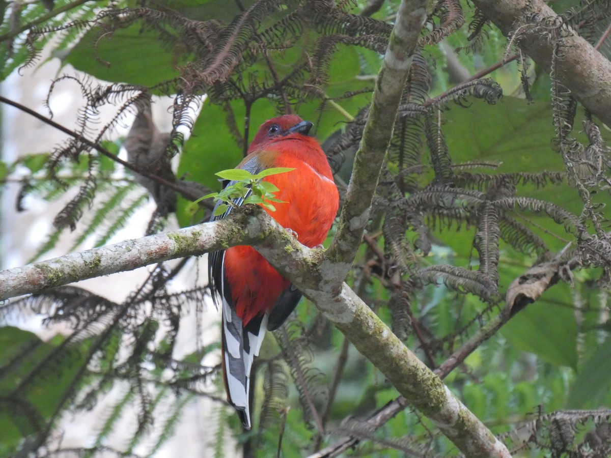 Red-headed Trogon - ML642676502