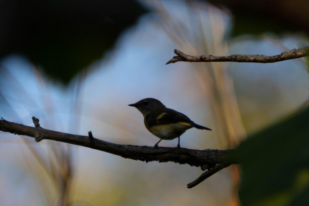American Redstart - ML642676505