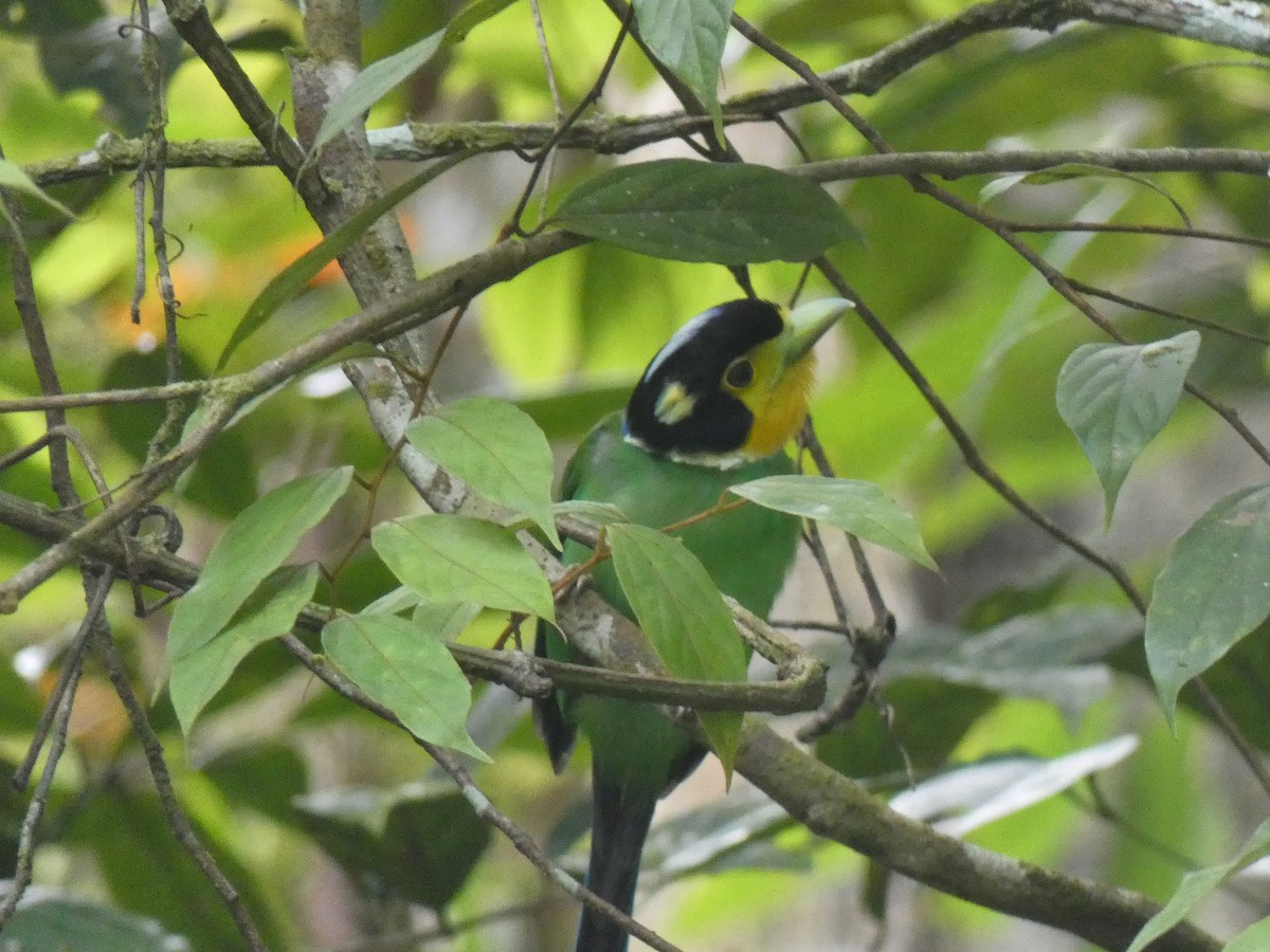 Long-tailed Broadbill - ML642676520