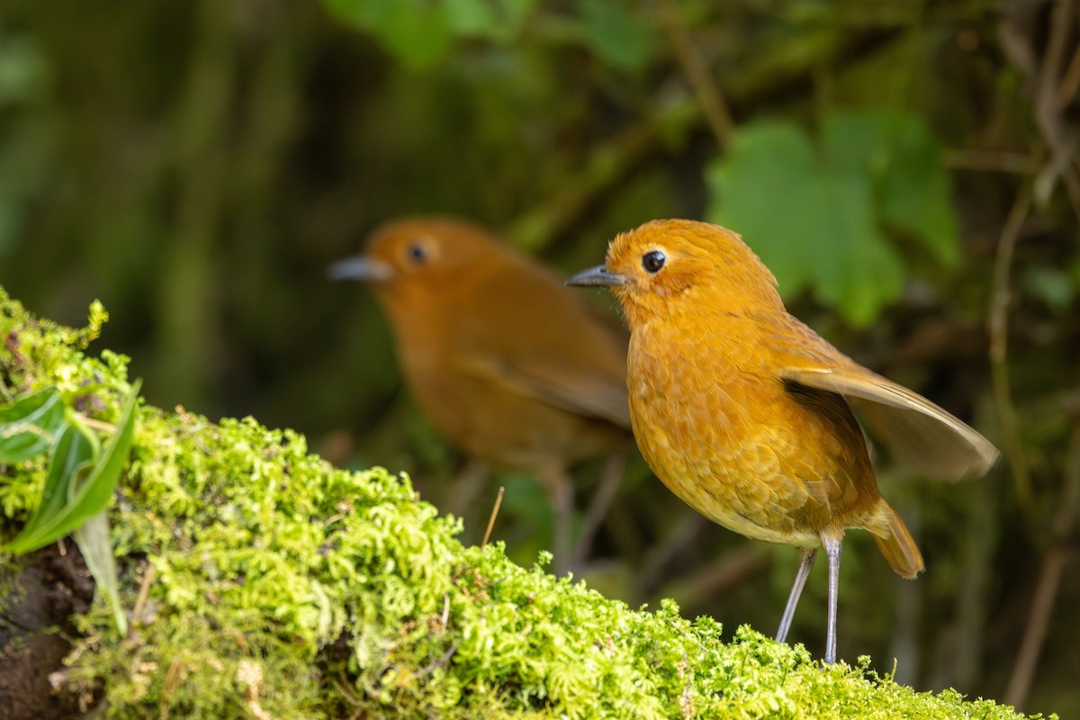 Equatorial Antpitta - ML642676529