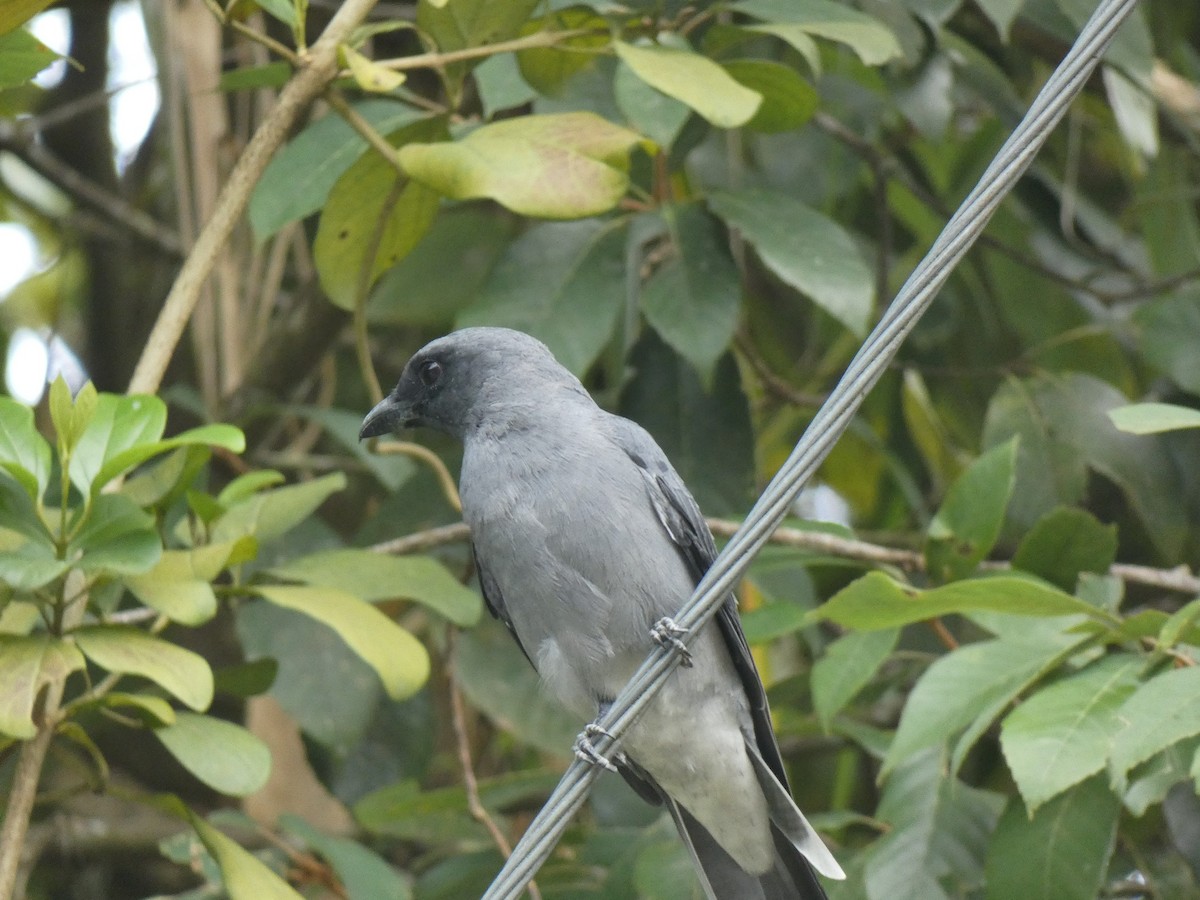 Malayan Cuckooshrike - ML642676531