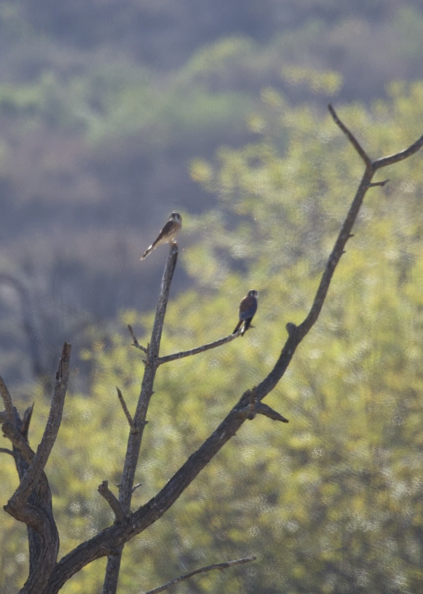 American Kestrel - ML642676537
