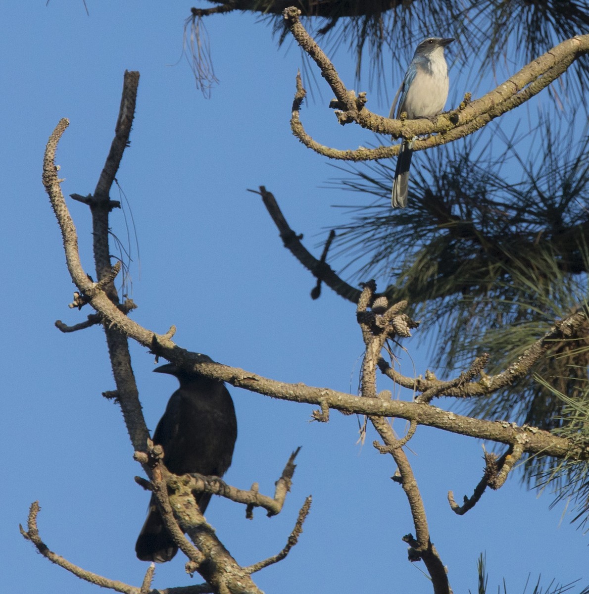California Scrub-Jay - ML642676541