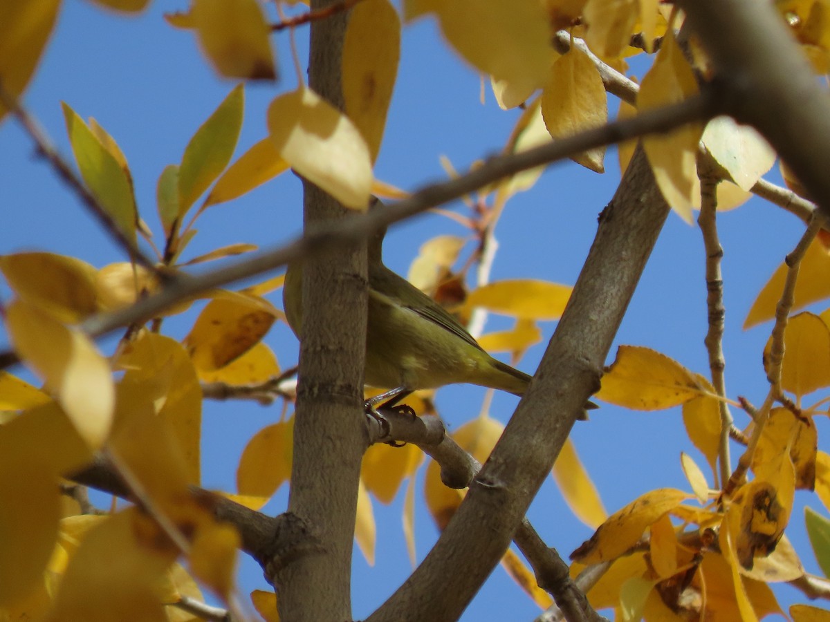 oransjekroneparula - ML642676548