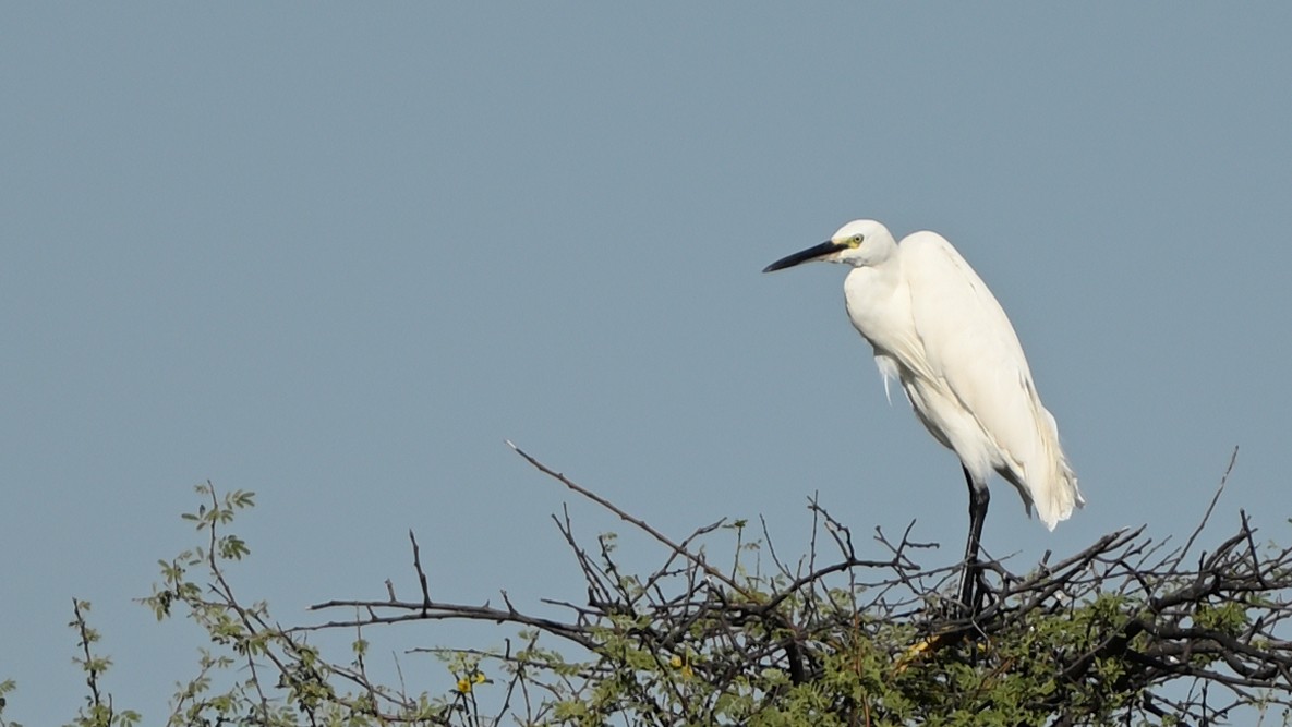 Medium Egret - ML642676568