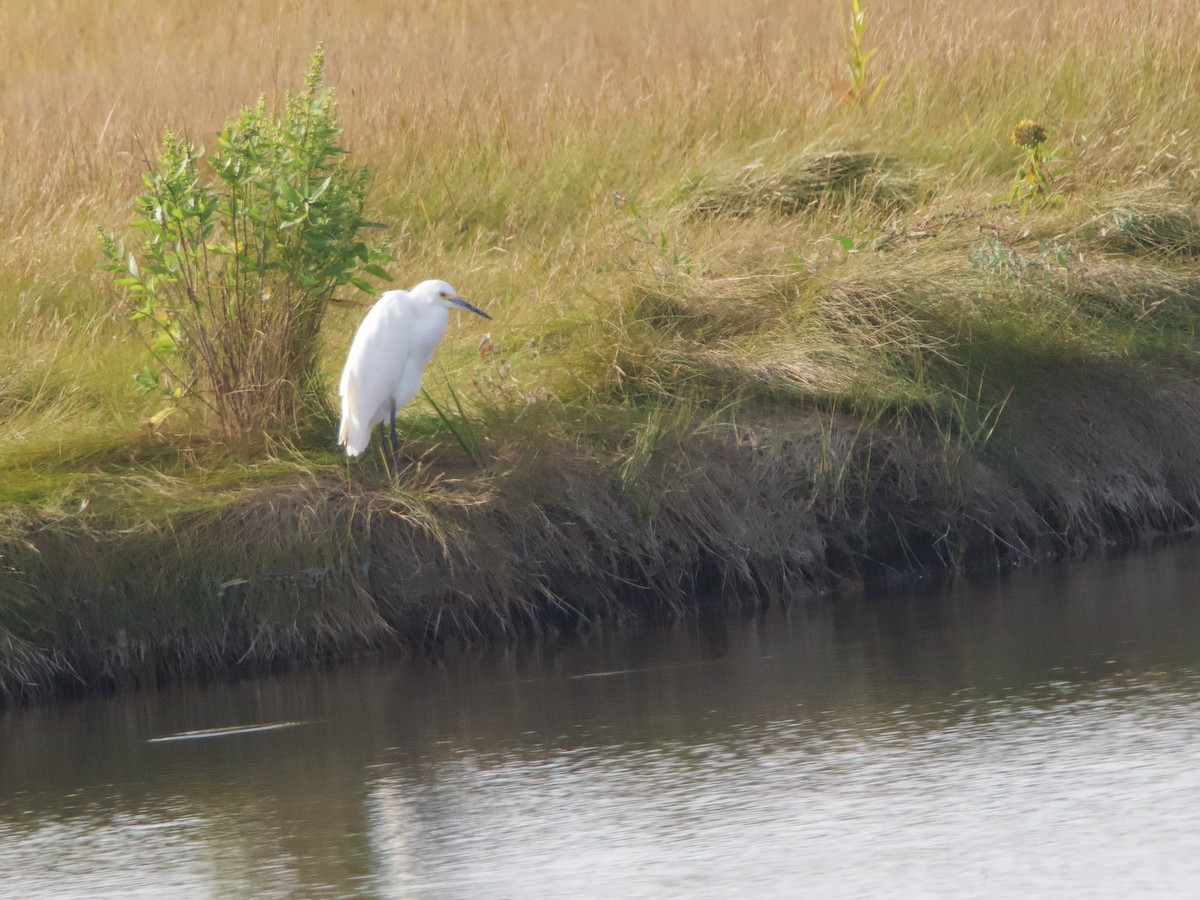 Snowy Egret - ML642676594