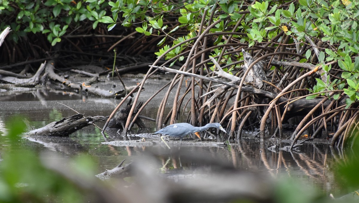 Little Blue Heron - ML642676606