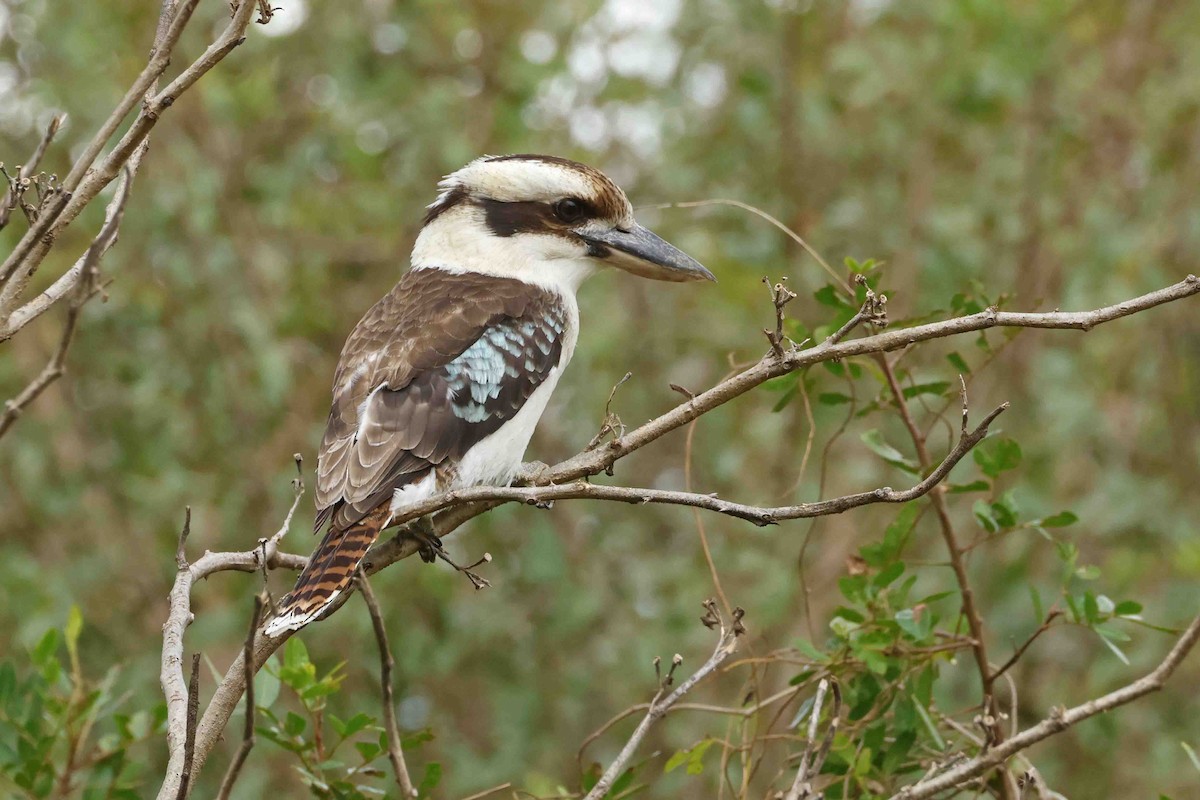 Martin-chasseur géant - ML642676614