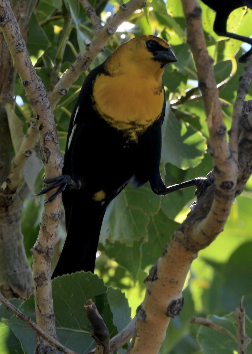 Yellow-headed Blackbird - ML642676618
