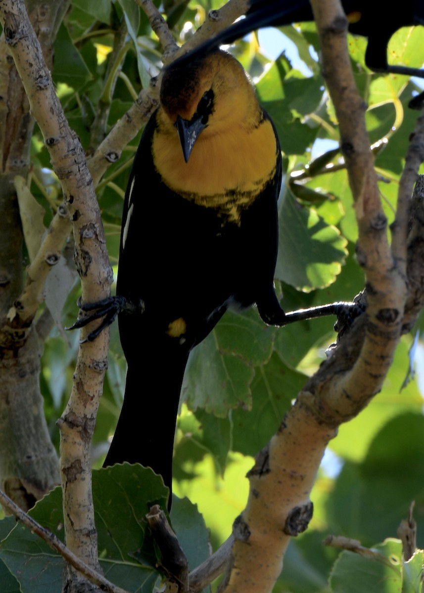 Yellow-headed Blackbird - ML642676619