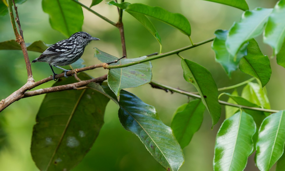 Amazonian Streaked-Antwren - ML642676622