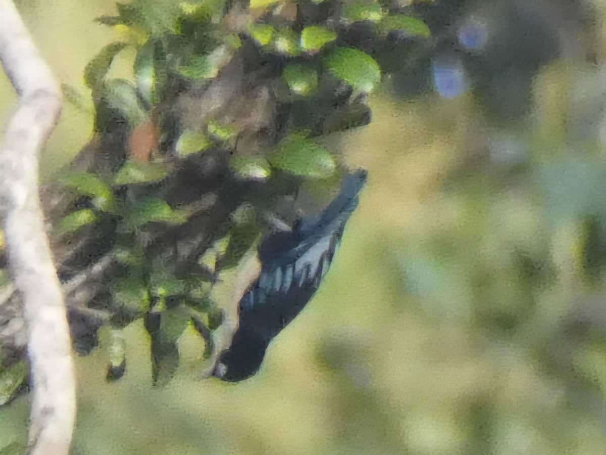 Blue Nuthatch - ML642676626