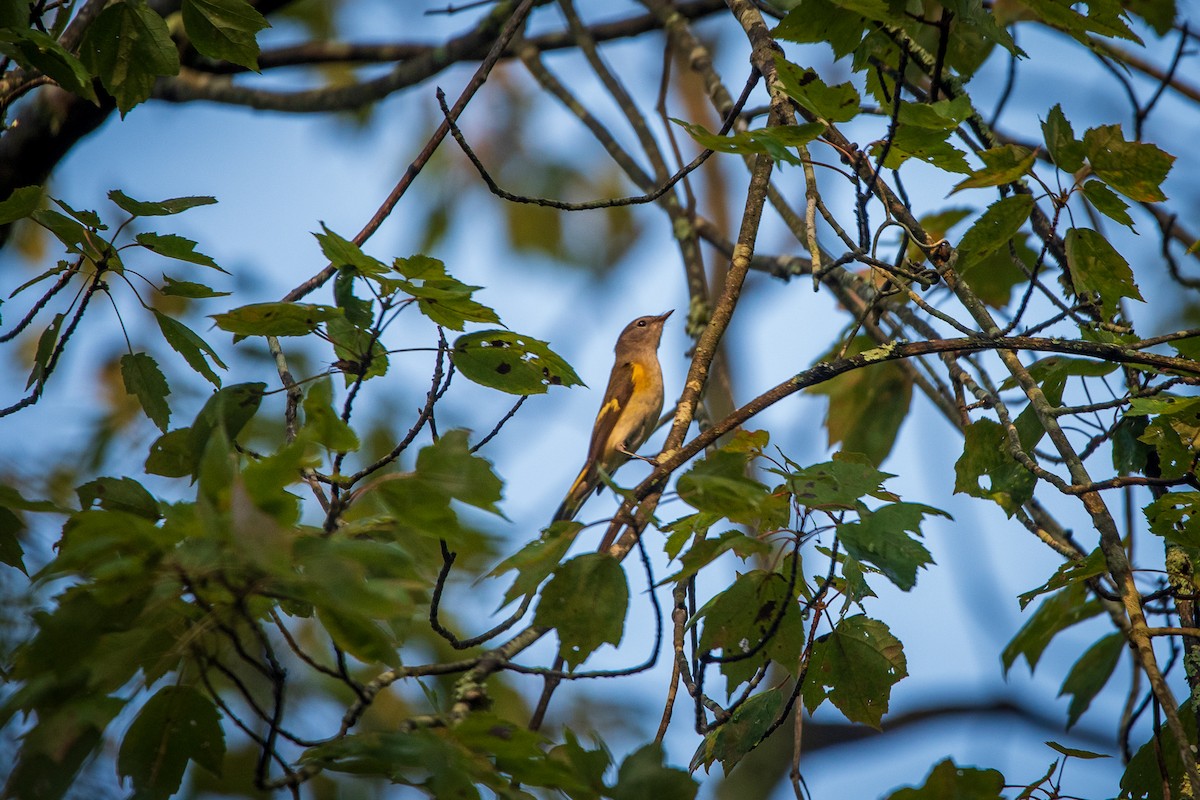 American Redstart - ML642676634