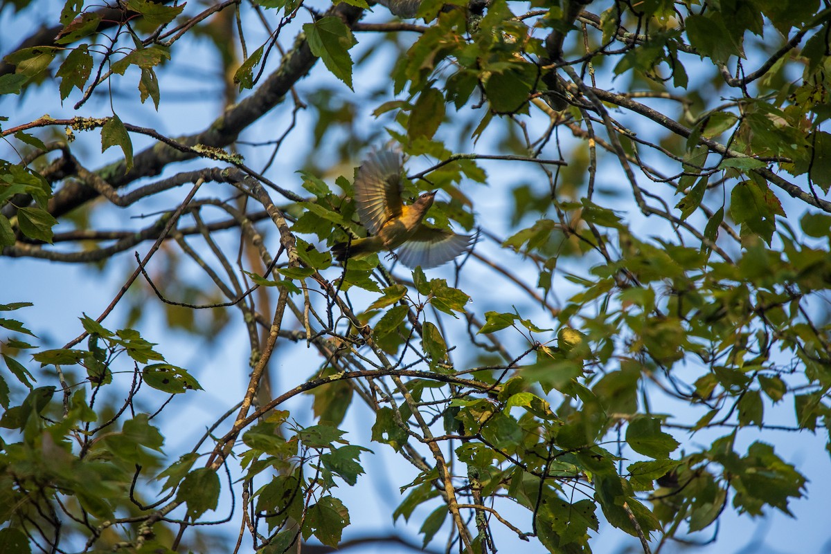 American Redstart - ML642676635