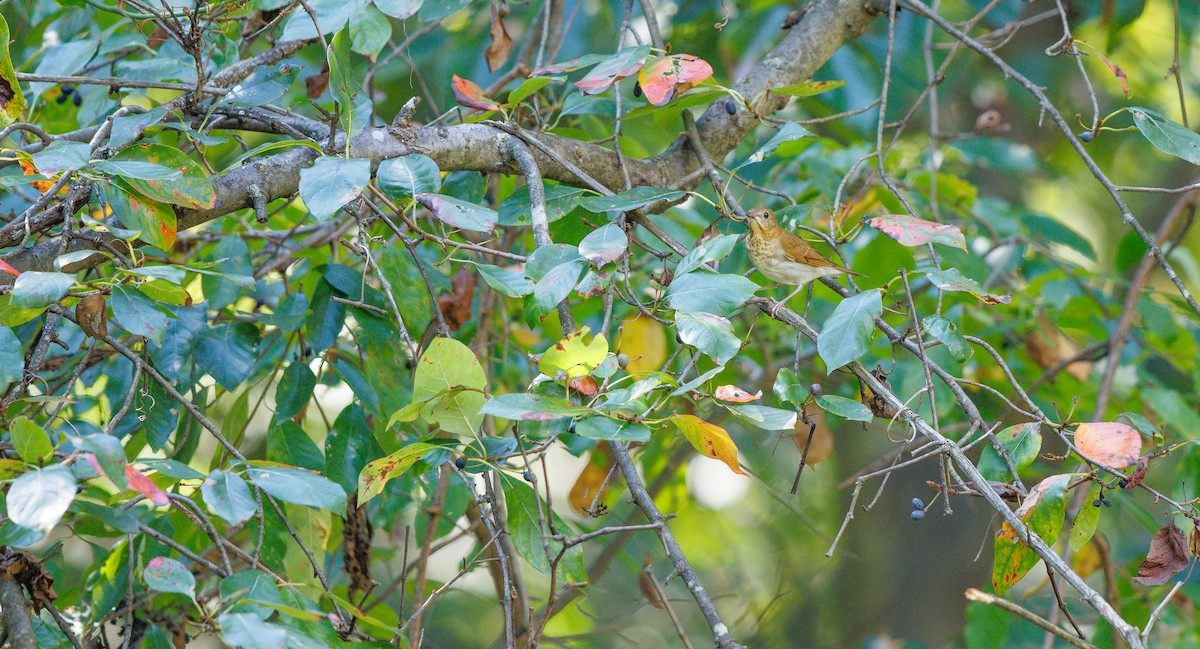 Veery - ML642676652