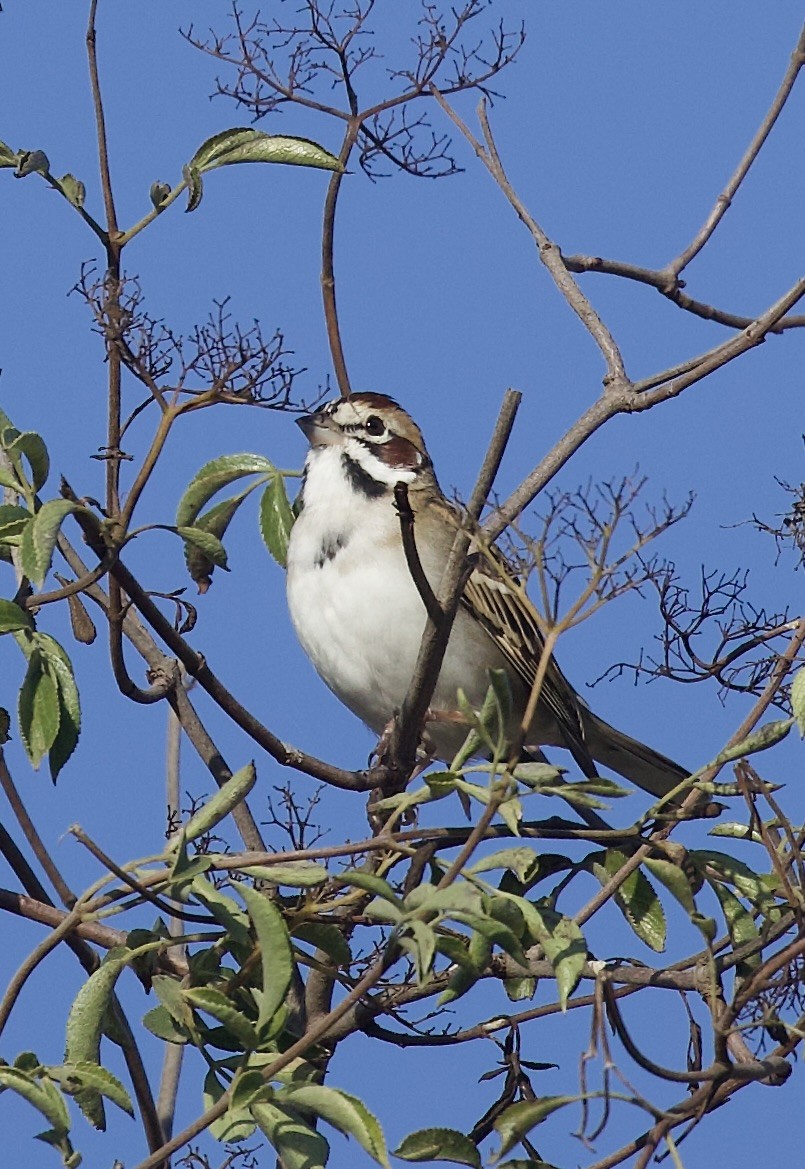 Lark Sparrow - ML642676661