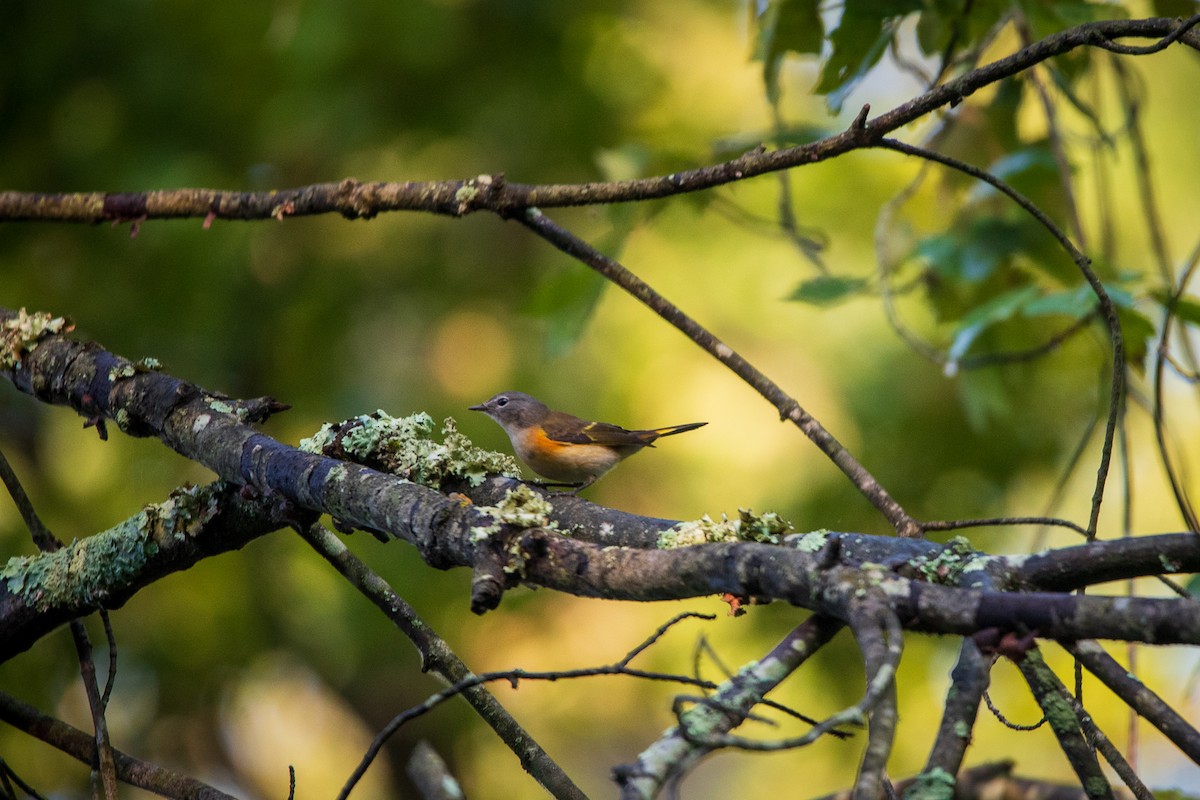 American Redstart - ML642676662