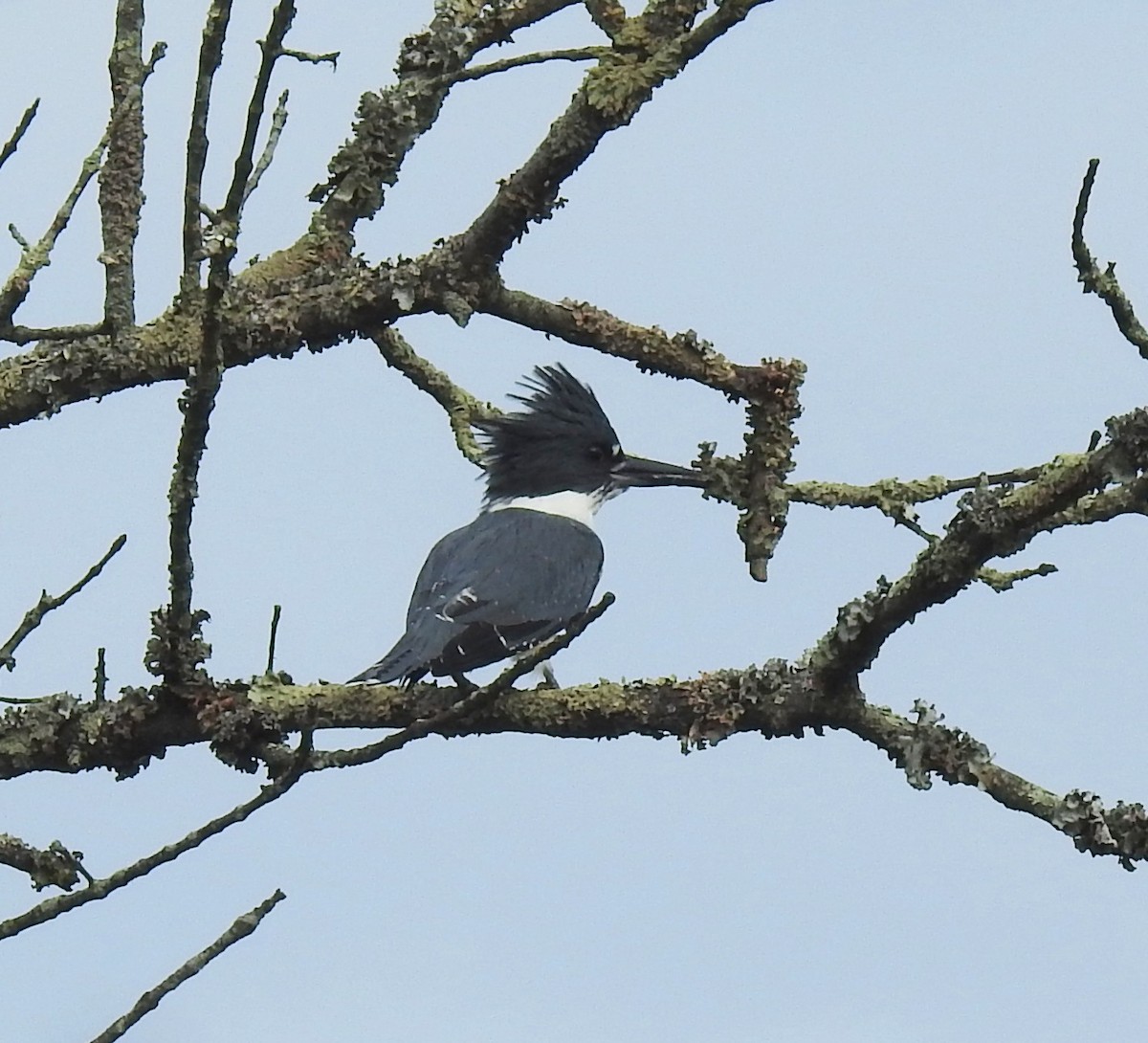 Martin-pêcheur d'Amérique - ML642676663