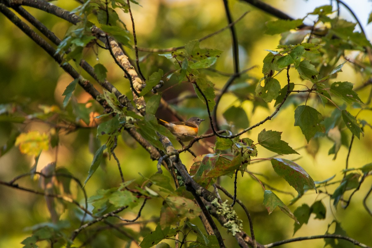 American Redstart - ML642676666