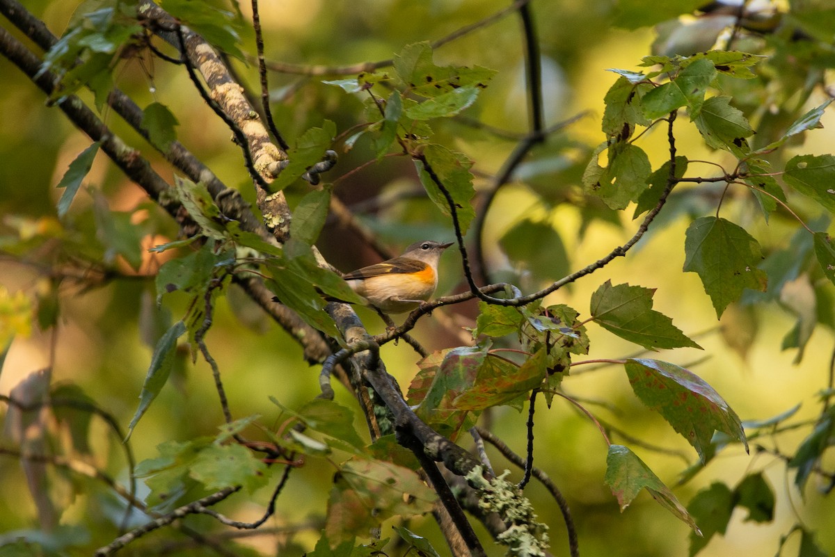 American Redstart - ML642676668