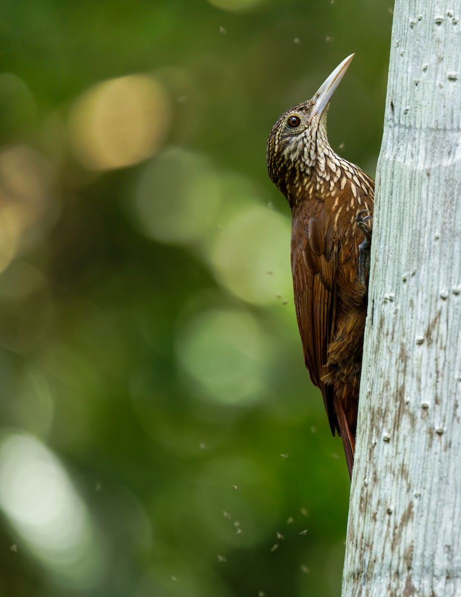 Zimmer's Woodcreeper - ML642676687