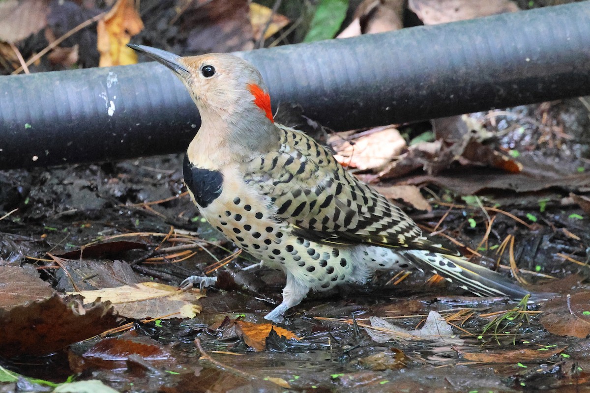 Northern Flicker - ML642676688