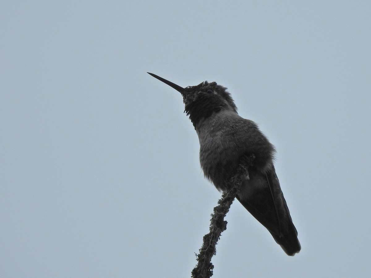 Anna's Hummingbird - ML642676727