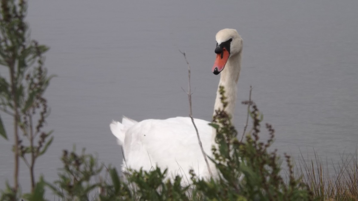 Höckerschwan - ML642676728