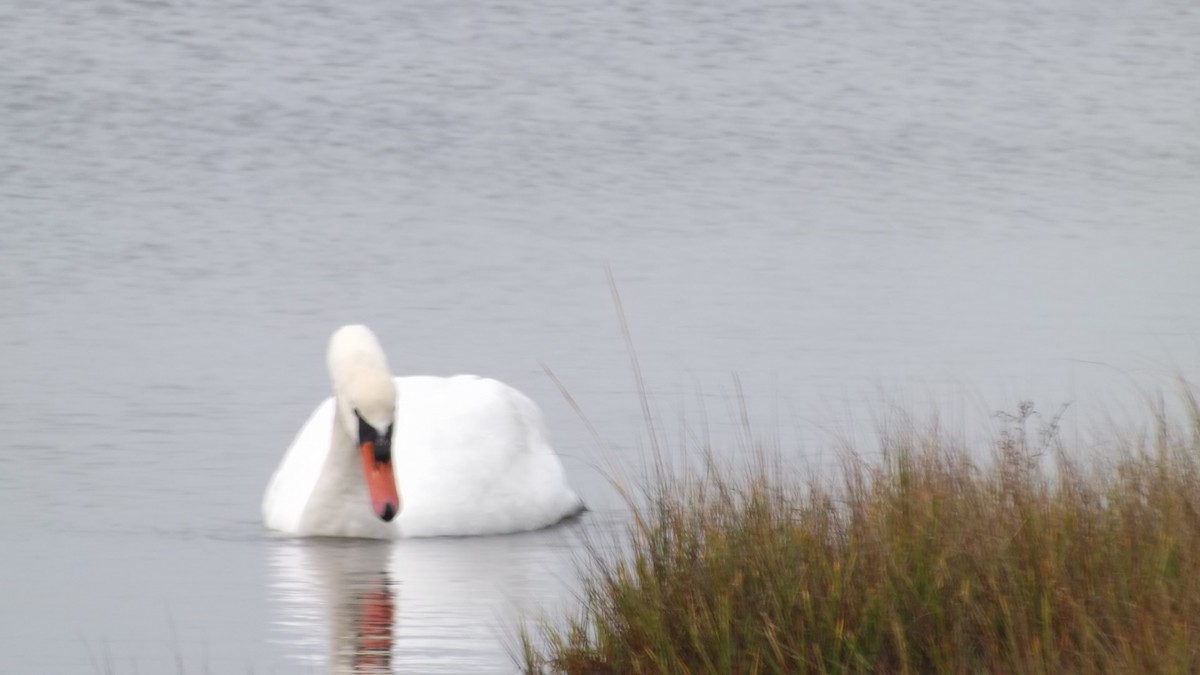 Höckerschwan - ML642676729