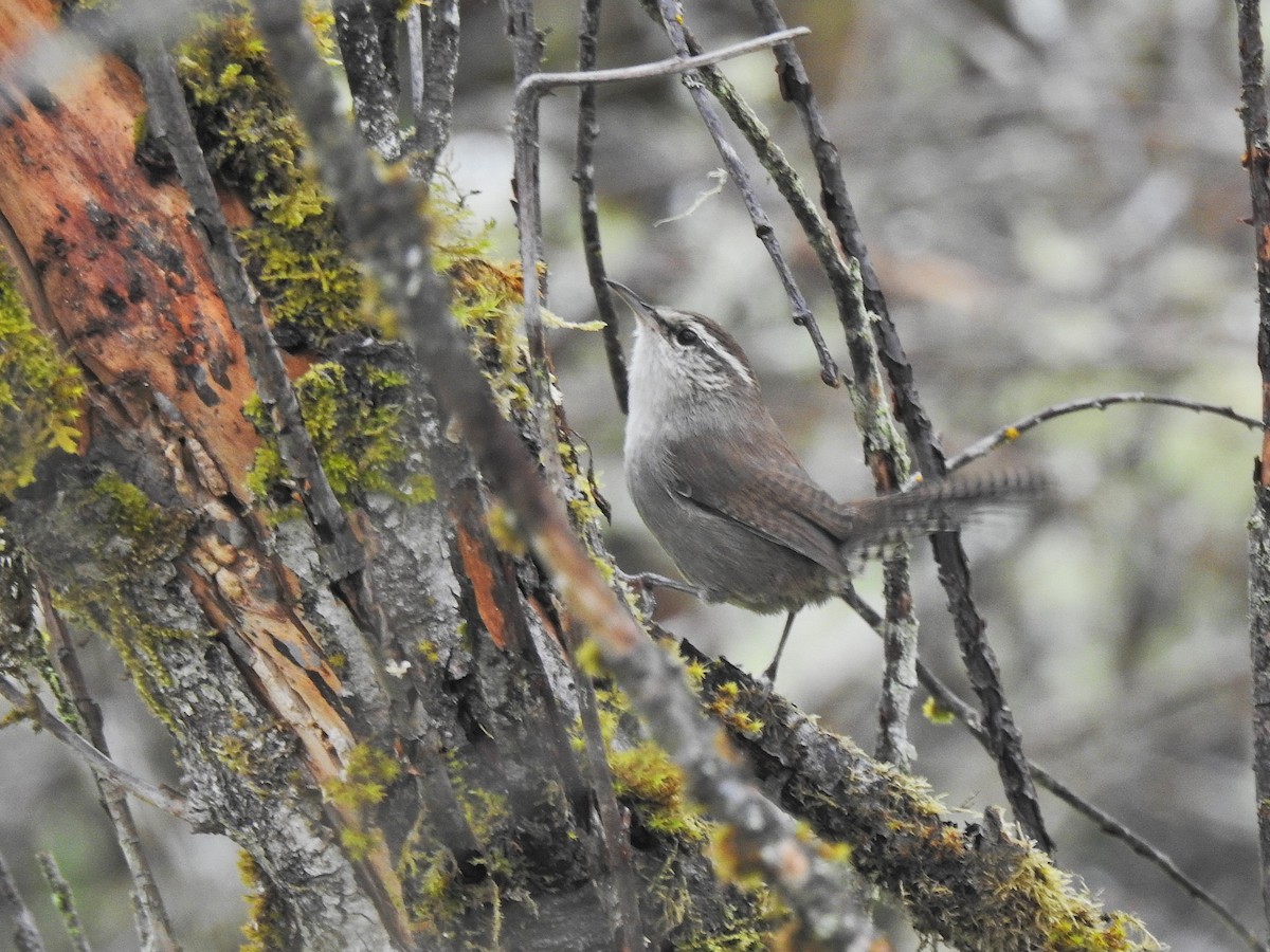 Bewick's Wren - ML642676730