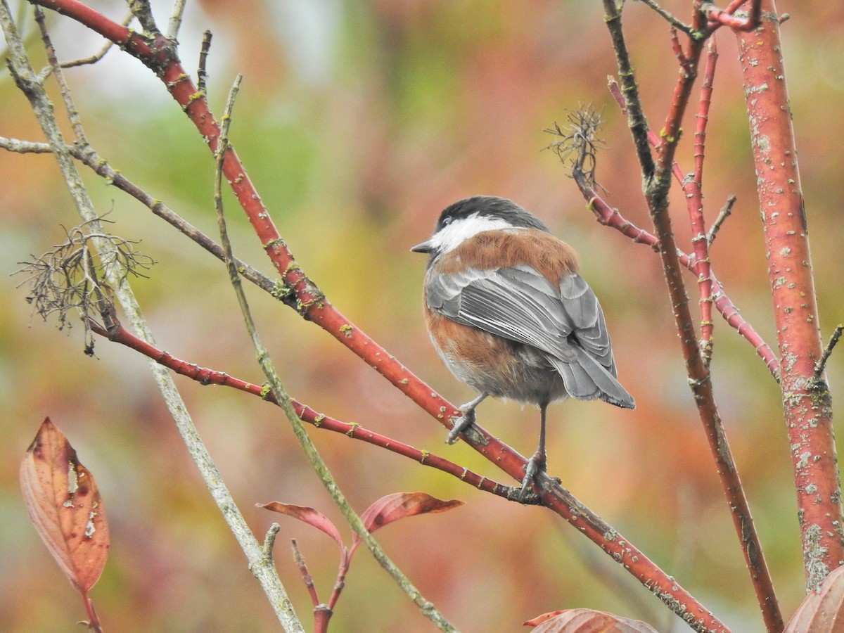 Chestnut-backed Chickadee - ML642676735