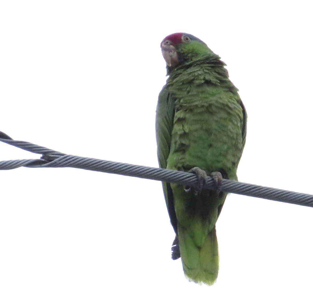 Red-crowned Amazon - ML642676741
