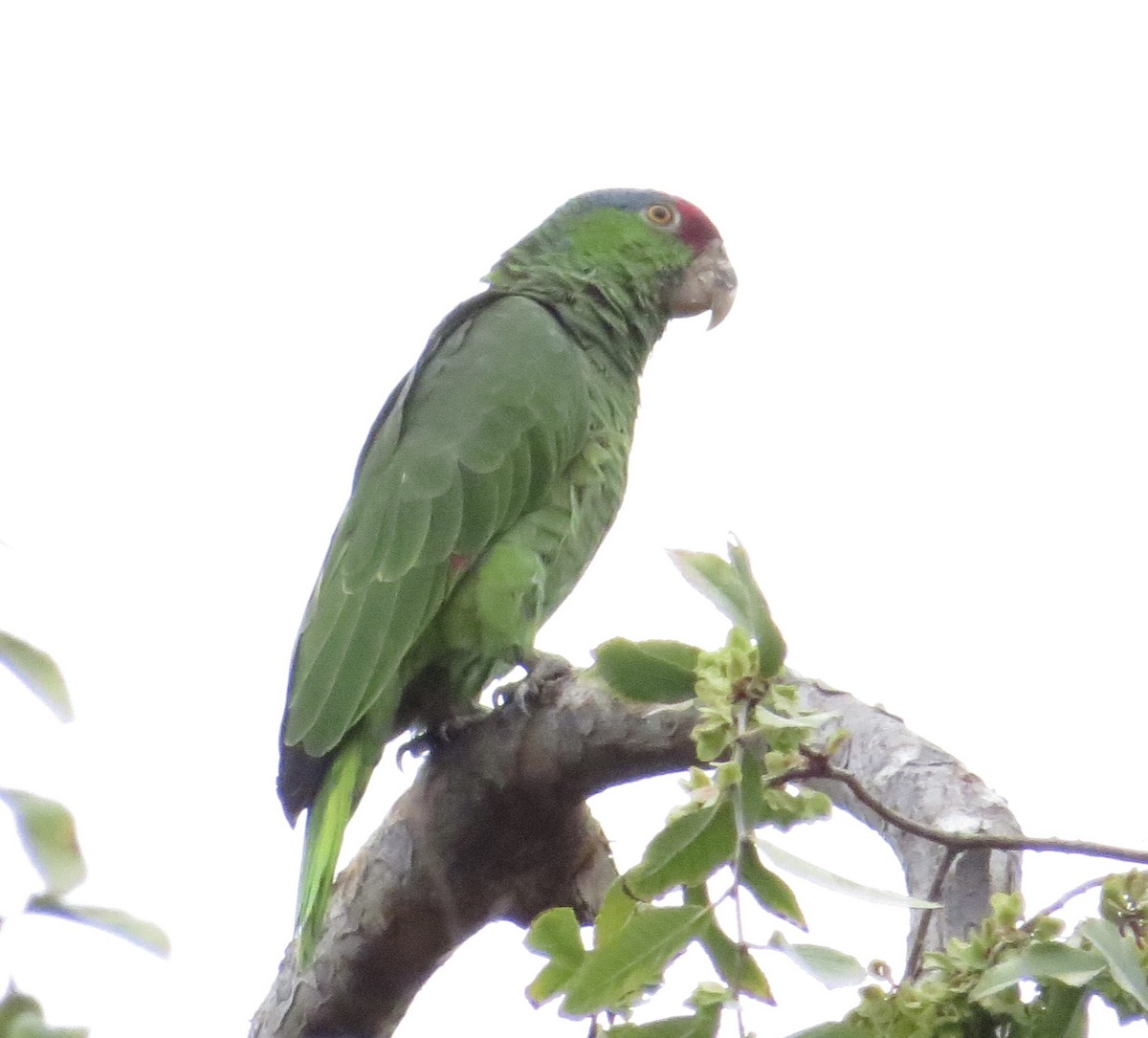 Red-crowned Amazon - ML642676742