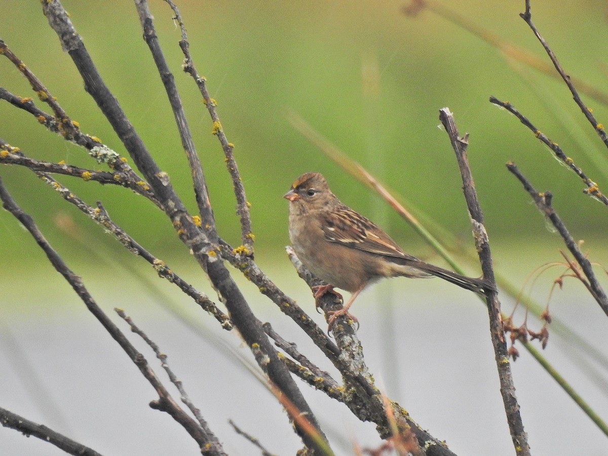 Golden-crowned Sparrow - ML642676743
