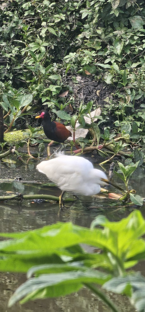 Snowy Egret - ML642676751