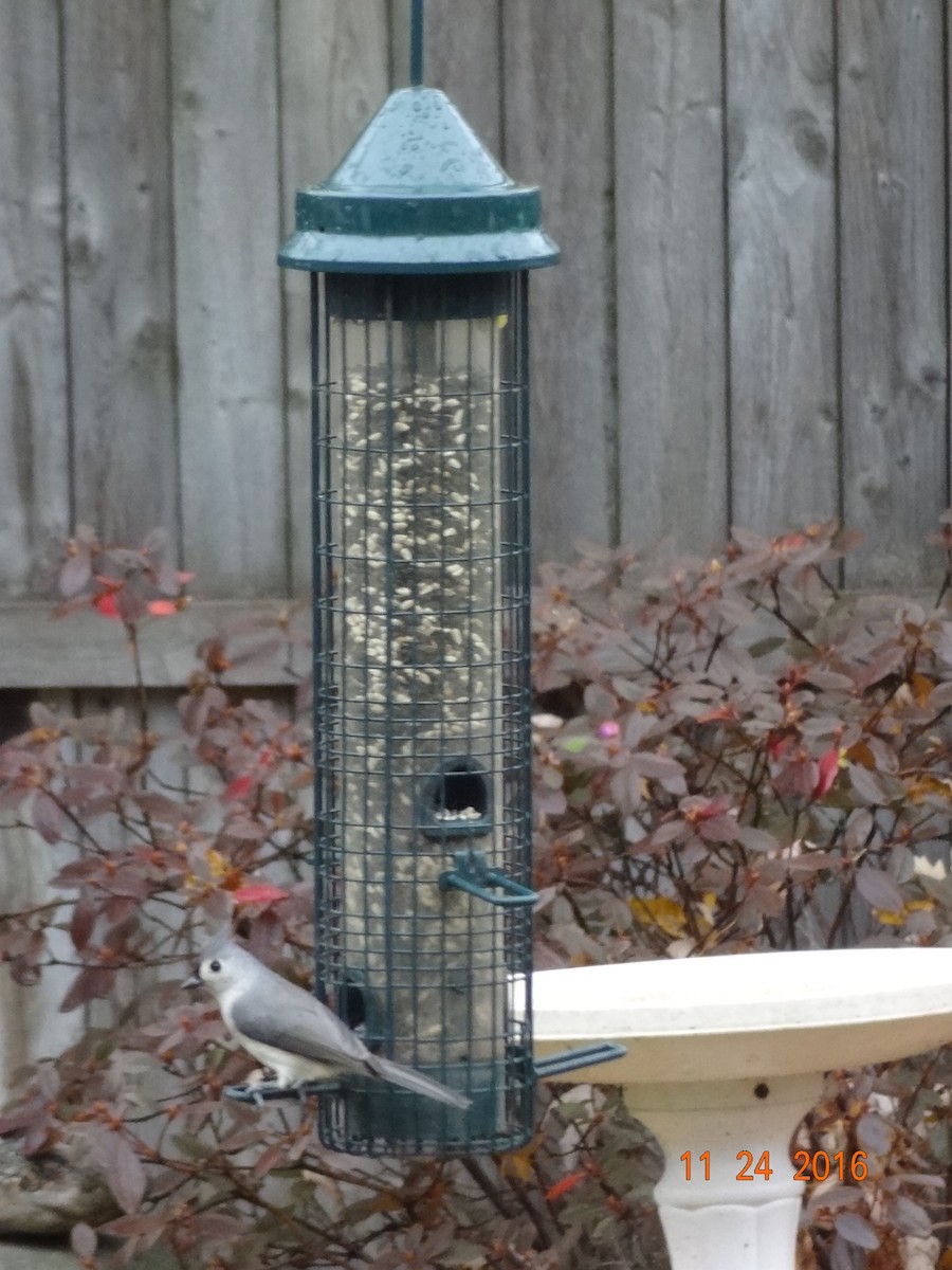 Tufted Titmouse - ML642676774