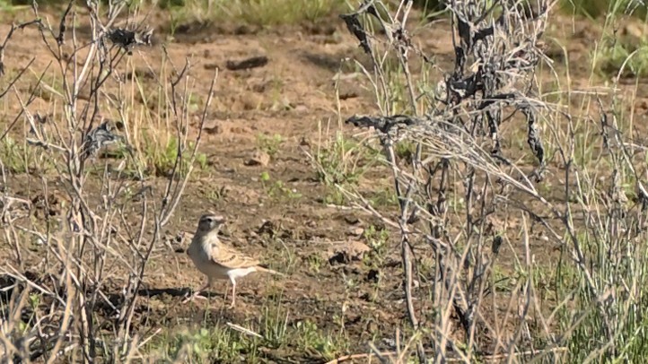 Greater Short-toed Lark - ML642676783