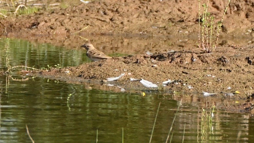 Greater Short-toed Lark - ML642676784