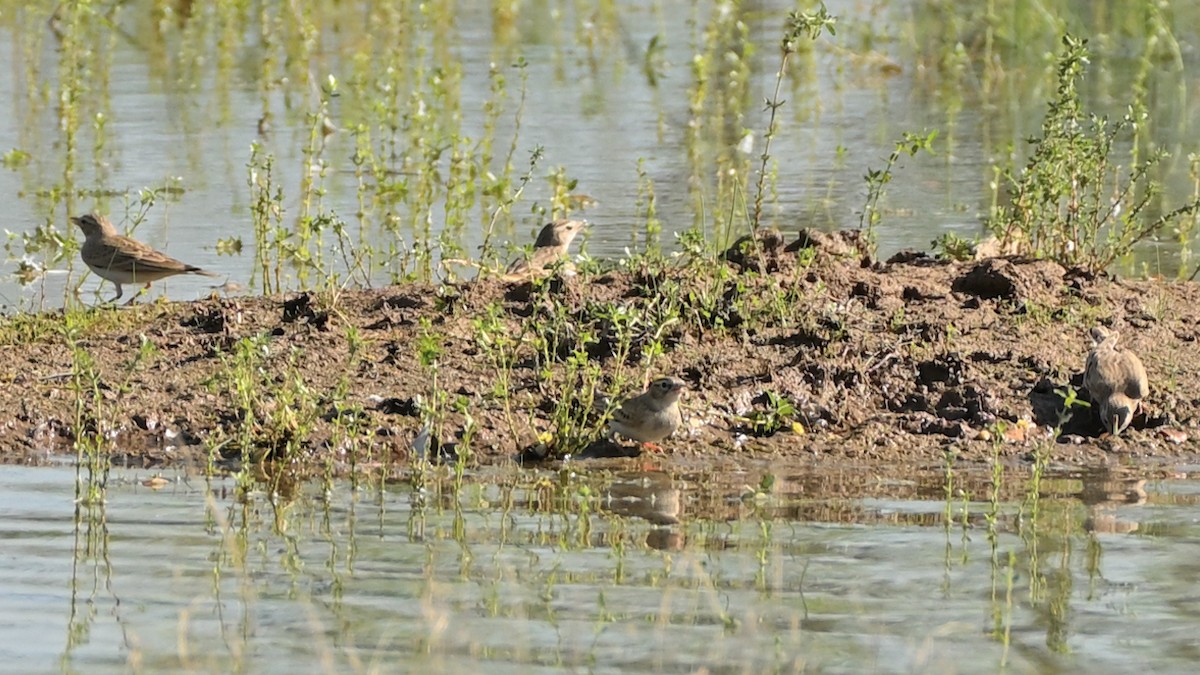 Greater Short-toed Lark - ML642676785